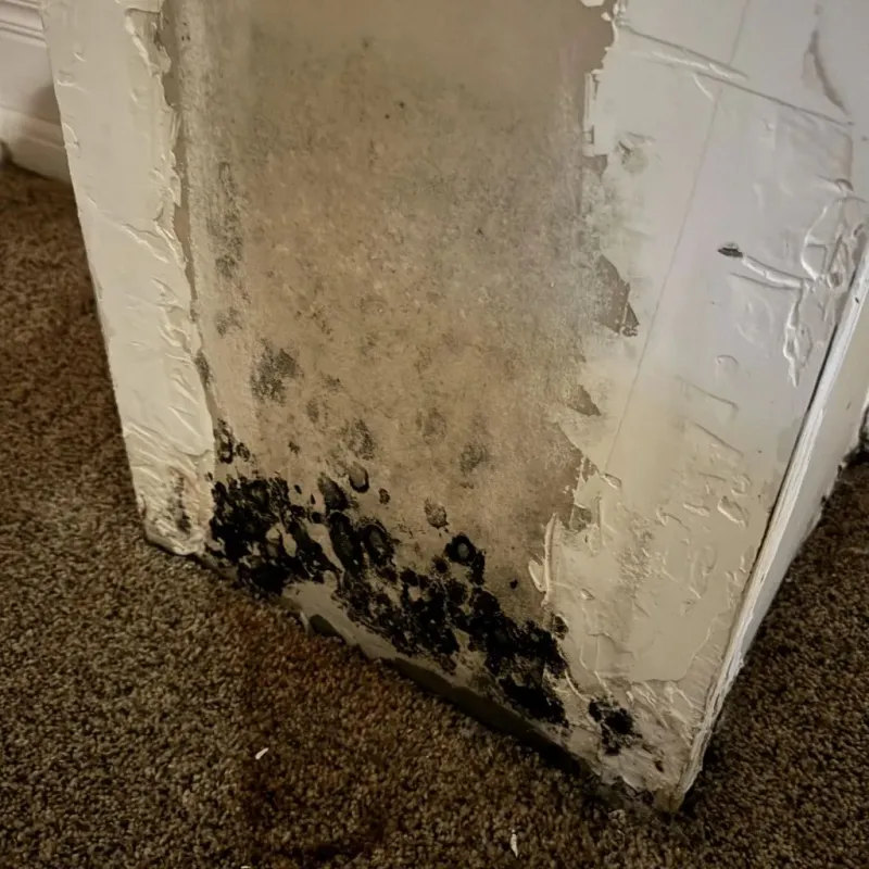 Professional Mold Removal in Fort Bragg, NC
